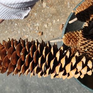 Natural Foot Long Sugar Pine Cones for Crafting